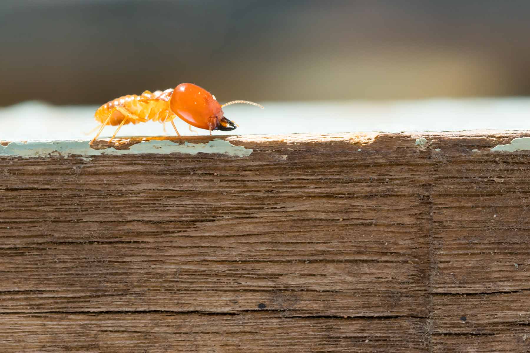 termite on a wood frame